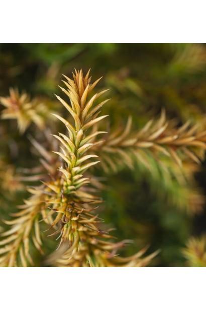 Cryptomeria japonica ’Vilmorin Gold’